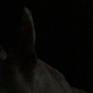 Meet your Posher, Bill